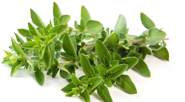Origano