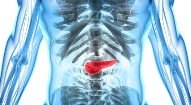 pancreas