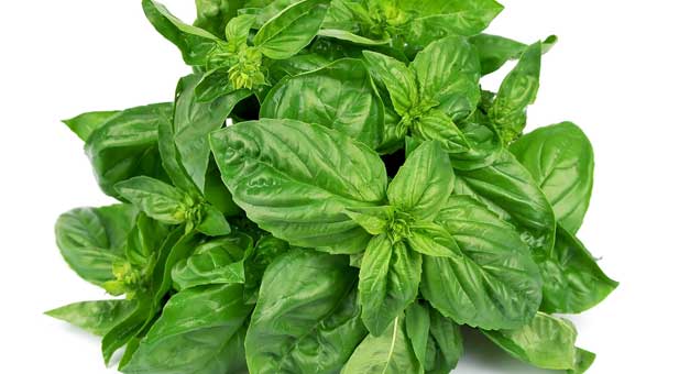 basilico