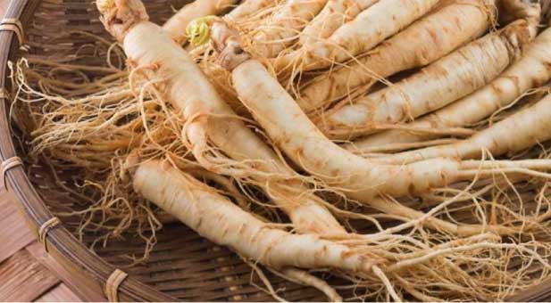 ginseng