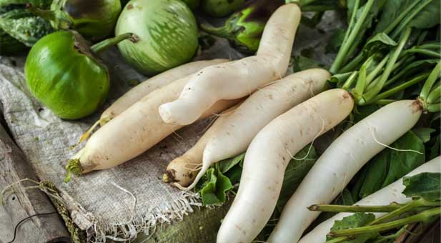 daikon