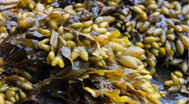 fucus