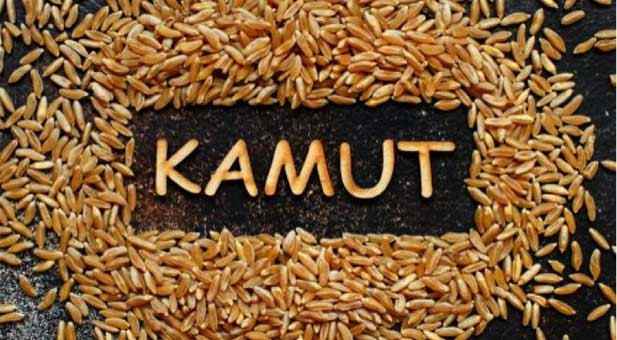 kamut