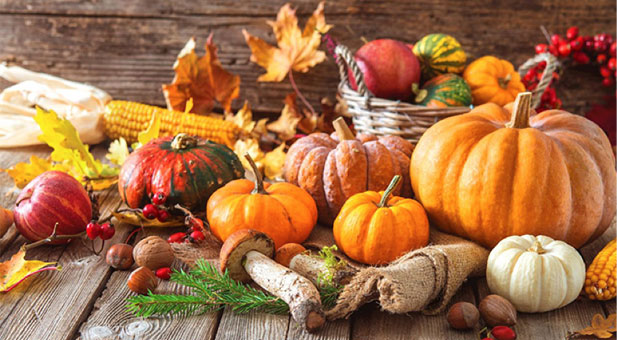 zucca
