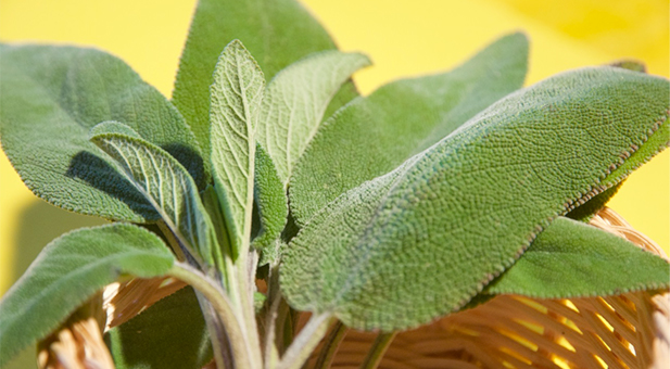 salvia