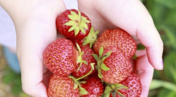 fragole